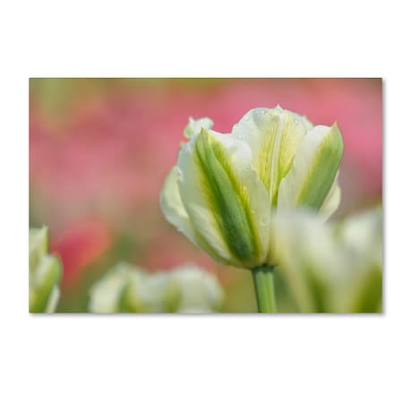 Cora Niele 'White And Green Tulip' Canvas Art,12x19